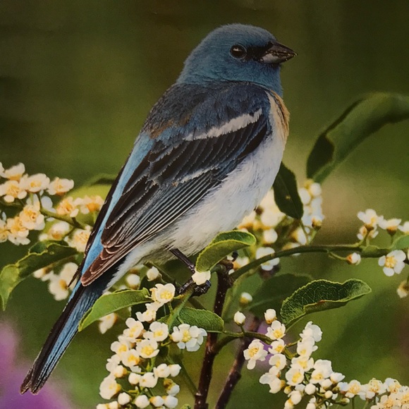 Meet your Posher, Mel - Picture 1 of 1